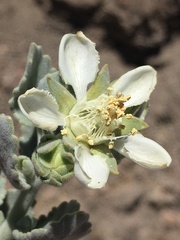 Huidobria fruticosa