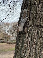 Sciurus carolinensis