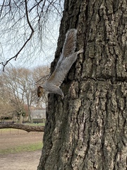 Sciurus carolinensis