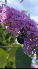 Xylocopa virginica