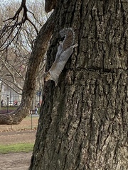 Sciurus carolinensis