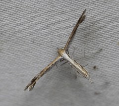 Stangeia xerodes