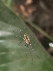 Leucauge