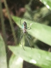 Leucauge
