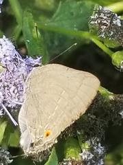 Allosmaitia strophius