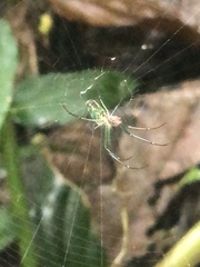 Leucauge