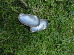 Anodontites trapesialis