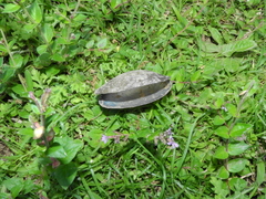 Anodontites trapesialis