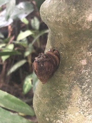 Lissachatina fulica