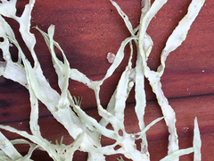 Ramalina subleptocarpha