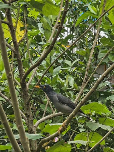 Jungle Myna