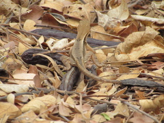 Stenocercus iridescens