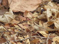 Stenocercus iridescens