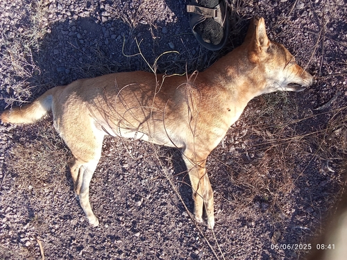 Dingo