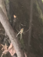 Leucauge