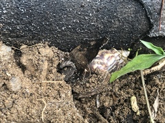 Lissachatina fulica