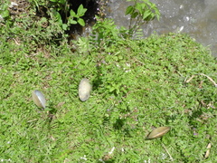 Anodontites trapesialis