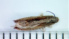 Ancylis diminuatana