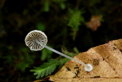 Mycena stylobates