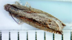 Ancylis diminuatana