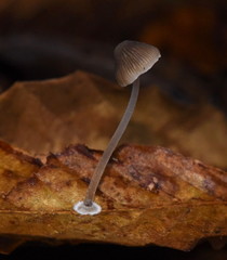 Mycena stylobates