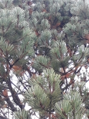Pinus cooperi
