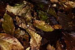 Mycena stylobates