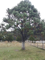Pinus cooperi