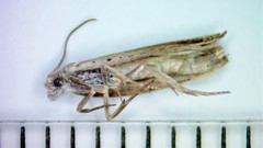 Ancylis diminuatana