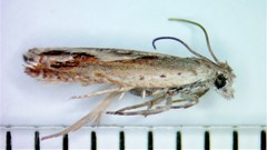 Ancylis diminuatana