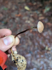 Mycetinis copelandii