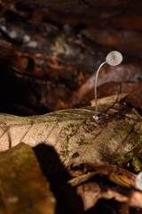 Mycena stylobates