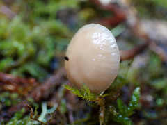 Mycetinis copelandii