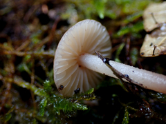 Mycetinis copelandii