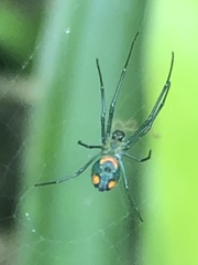Leucauge