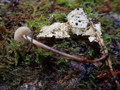 Mycetinis copelandii