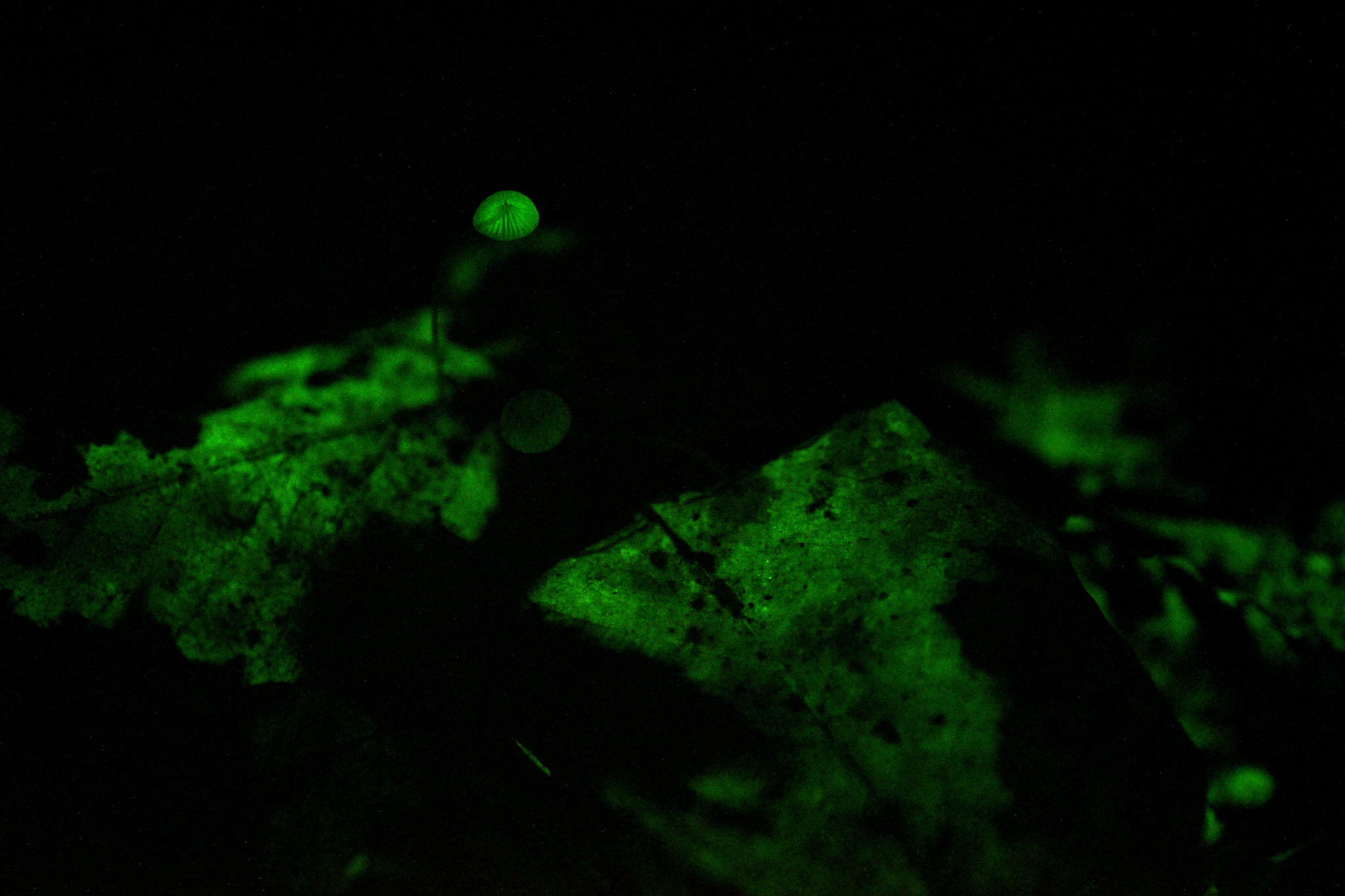 Mycena stylobates image