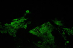 Mycena stylobates