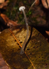 Mycena guzmanii