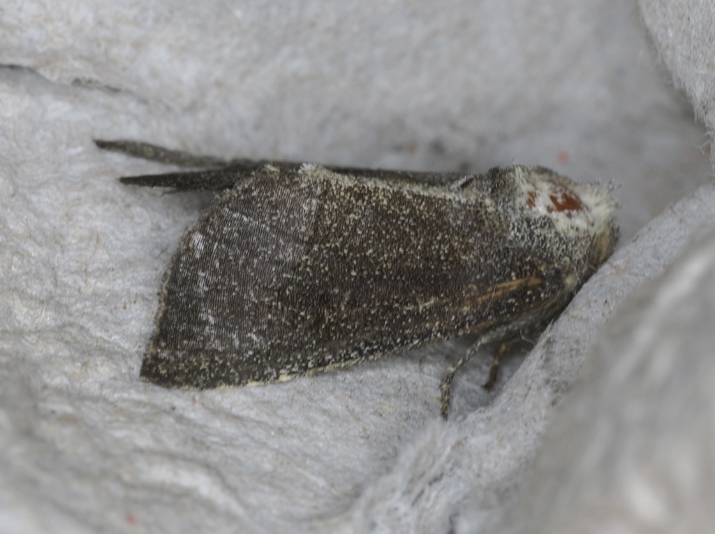 Sunflower Borer Moth