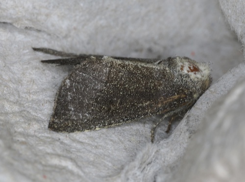 Sunflower Borer Moth