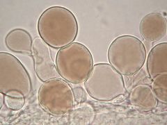 Mycena guzmanii