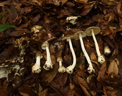 Amanita arocheae