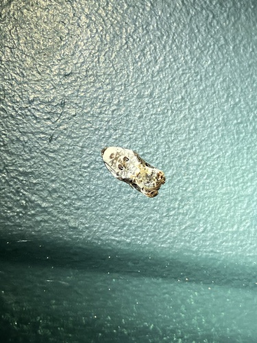 Snowy-shouldered Acleris Moth photo 4