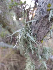 Ramalina subleptocarpha