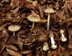 Amanita arocheae