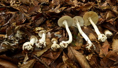 Amanita arocheae