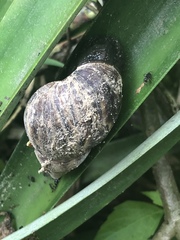 Lissachatina fulica