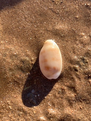 Cypraea pallidula observed 2025-10-06