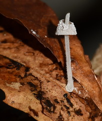 Mycena perlae